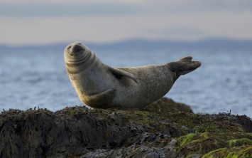 GPS-навигаторы помогли ученым разгадать тайну гибели тюленей