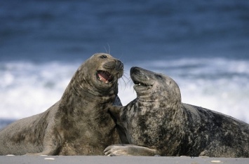 Ученые установили причину массовой гибели тюленей
