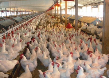В Японии подвергнутся уничтожению более 300 тысяч кур из-за птичьего гриппа