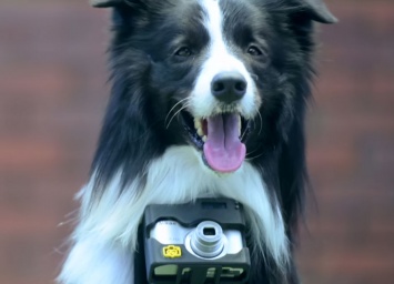 На этого пса повесили фотоаппарат, который делал снимки каждый раз, когда у него учащалось сердцебиение