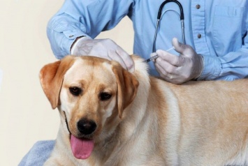 Российские ученые создали вакцину для лечения рака у животных