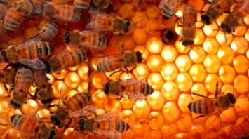 Ученые призвали ООН спасти пчел и других насекомых-опылителей от гибели