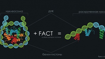Ученые из России впервые увидели, как клетки "разматывают" ДНК
