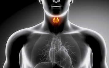 Избыток гормонов щитовидки может привести к остановке сердца