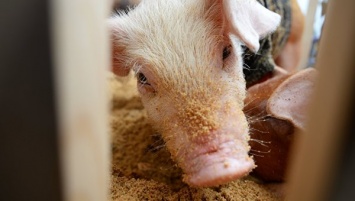 Жителям Ленинского района начали выплачивать компенсации за уничтоженных свиней