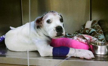 Спасенный пес ухаживает за искалеченным щенком в ветклинике: трогательные фото