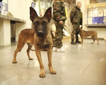 Российские ученые создали собак-мутантов для Нацгвардии