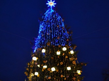 Главная елка Ровно будет высотой в 25 метров
