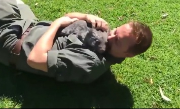 Вомбат подружился со смотрителем зоопарка в Сиднее: видео