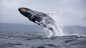Ученые поняли, зачем киты выпрыгивают из воды