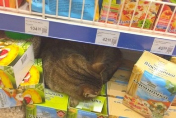 В одесском супермаркете поселился кот (ФОТОФАКТ)