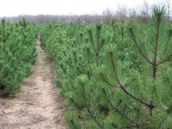 Лесники Ровенской области подготовили на продажу более 90 тыс. новогодних елок