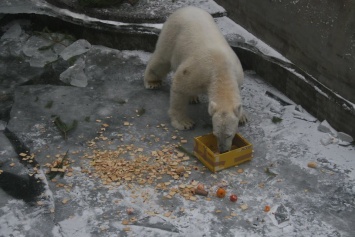 В Николаевском зоопарке устроят праздник ко Дню рождения белого медведя Нанука