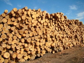 Медведчук об экспорте леса-кругляка: евроинтеграторы превратили Украину в сырьевой придаток Запада