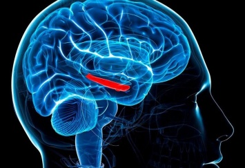 Ученые: Любители марихуаны имеют низкий поток крови в головном мозге