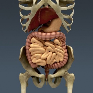 В Австралии будут изготавливать 3D-органы для трансплантации людям