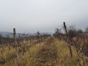 На Закарпатье пока не нашли подтвержденных фактов незаконной рубки лесов из интерактивной карты