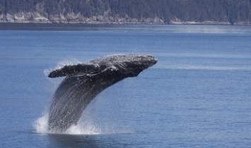 Биологи выяснили, почему киты выпрыгивают из воды
