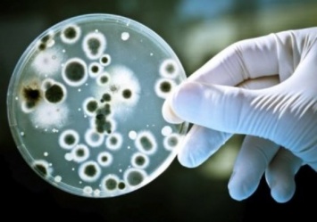 Ученые обнаружили бактерию возрастом боле 2,5 млрд. лет