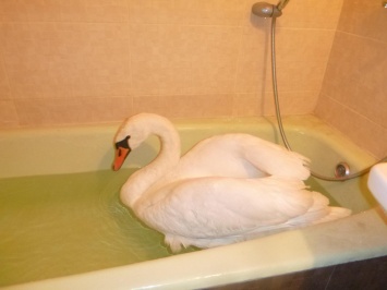 Киевские спасатели животных сняли со льда лебедя и оставили ночевать в ванной