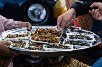 Датские кулинары предложили людям есть насекомых и фекалии, чтобы спасти мир