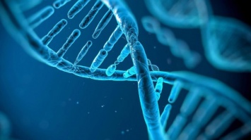 Реактивация эмбриональных генов приводит к старению мышц - ученые
