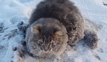 Как неравнодушные люди кота из ледяного плена спасали