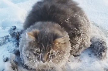 Семейная пара с Урала спасла вмерзшего в лед кота (видео)