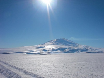 В Антарктиде впервые нашли жука возрастом 14 млн лет
