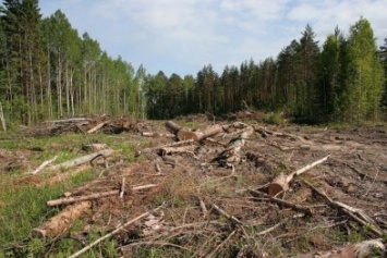 Херсонский суд не дал добро на распил лесов