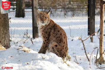 Киевский зоопарк показал, как живется его питомцам снежной зимой