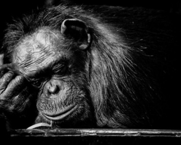 Ученые: Шимпанзе распознают друг друга по ягодицам