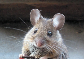 Ученые: Мыши способны определять количество кислорода в воздухе