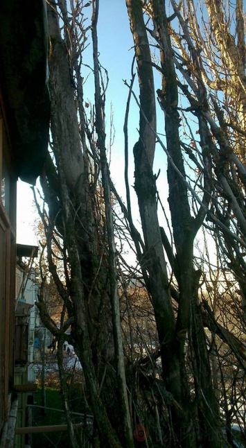 В Херсоне на жилой дом обвалился тополь: жителям предлагают подождать до понедельника
