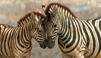 Ученые установили природу полосок у зебр и белок