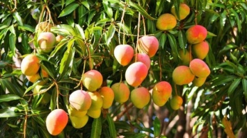 Ученые обнаружили в манго вещество, которое способное бороться с раком