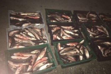 Под Одессой на границе задержали рекордную контрабанду рыбы
