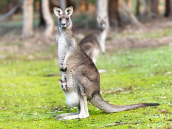 Мужчина из Австралии отбил собаку у кенгуру