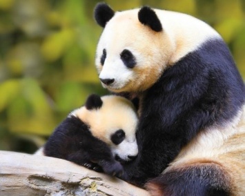WWF: До 2020 года популяция диких животных сократится вдвое