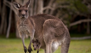Австралиец подрался с кенгуру ради спасения собаки
