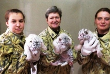 В ялтинском зоопарке «Сказка» родились трое белых бенгальских тигрят