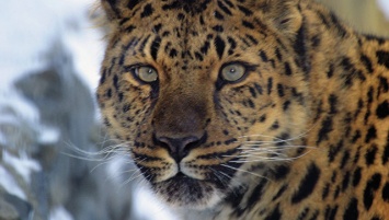 Свыше 30 тигров и леопардов постоянно пересекают границу России и Китая