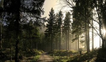 ООН поможет реформировать лесную отрасль Украины
