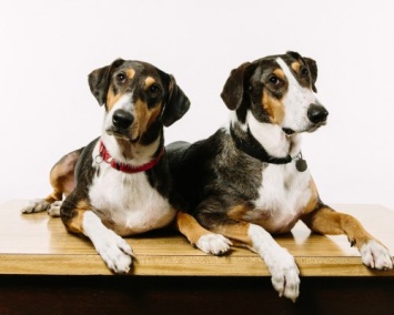 Три клонированные собаки приедут в Россию жить и работать