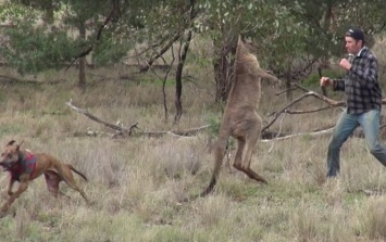 Австралиец подрался с кенгуру, чтгобы защитить свою собаку: видео