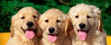 В Россию приедут три клонированные собаки из Южной Кореи