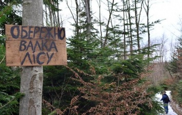 Мораторий идет лесом: как из Украины вывозят древесину в обход запрета