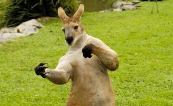 В сеть попало видео кулачного боя австралийца с кенгуру (ВИДЕО)