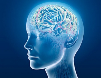 Ученые: Мозг может вспоминать утерянную информацию