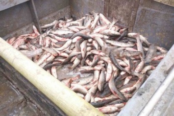 Дончане незаконно ловили рыбу в водах Мариуполя (ФОТО+ВИДЕО)